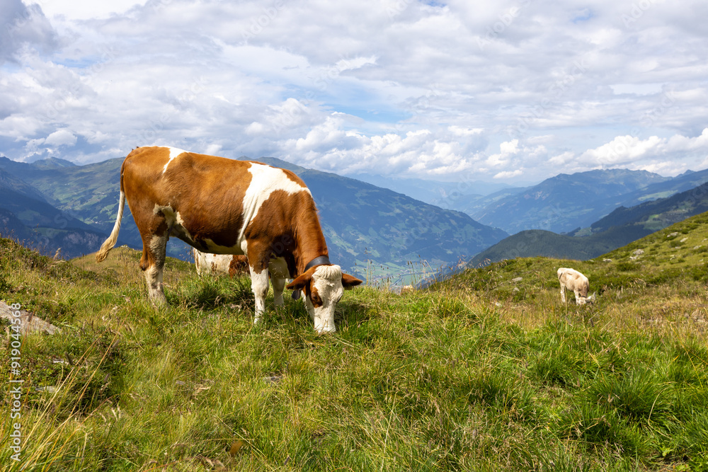 Bergwelt der Zillertaler Alpen Bergwelt der Zillertaler Alpen