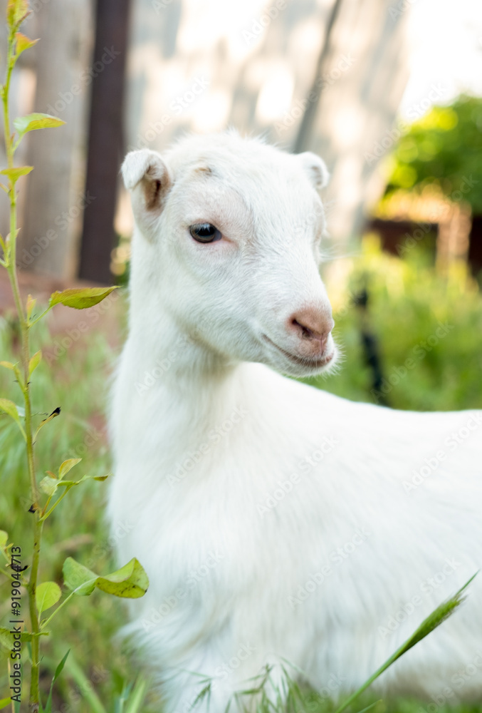 White goat in the garden eats young succulent grass, breeding goats White goat in the garden eats young succulent grass, breeding goats