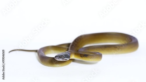 D'Albertis' python (Leiopython albertisii) white-lipped python snake isolated on white background photo