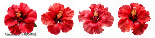 Set of tropical Red Hibiscus flowers isolated on transparent background