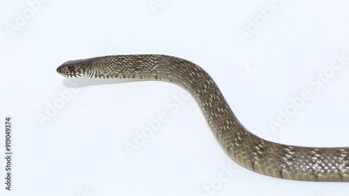 Ptyas mucosa the oriental ratsnake or Indian rat snake Isolated on white background. photo