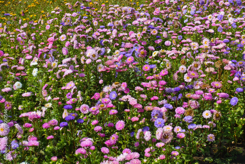 Foto Profuse pink, violet and white flowers of China asters in September