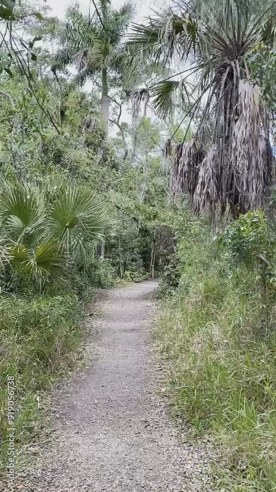 A serene walk along a nature trail along Tamiami Trail Scenic Highway, surrounded by lush greenery and tropical foliage A serene walk along a nature trail along Tamiami Trail Scenic Highway, surrounded by lush greenery and tropical foliage