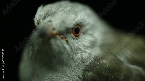 A plaintive cuckoo bird (Cacomantis merulinus) photo