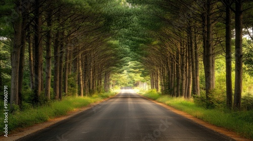 Serene Tree-Lined Road in Forest with Sunlight Filtering Through the Canopy