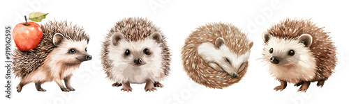 Cute aquarelle hedgehog set. Little animal curled up in a ball. Funny urchin carries apple on his back. Forest animal. Nursery kids birthday party decoration element. Isolated vector watercolor style