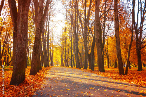 October background, autumn sunny landscape. Autumn park trees and fallen autumn leaves on the ground along the park alley in sunny October evening photo