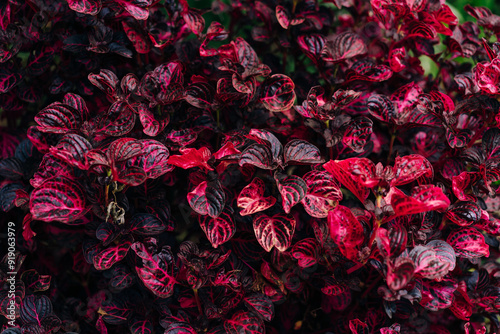 Iresine herbstii, also known as bloodleaf, an ornamental plant photo