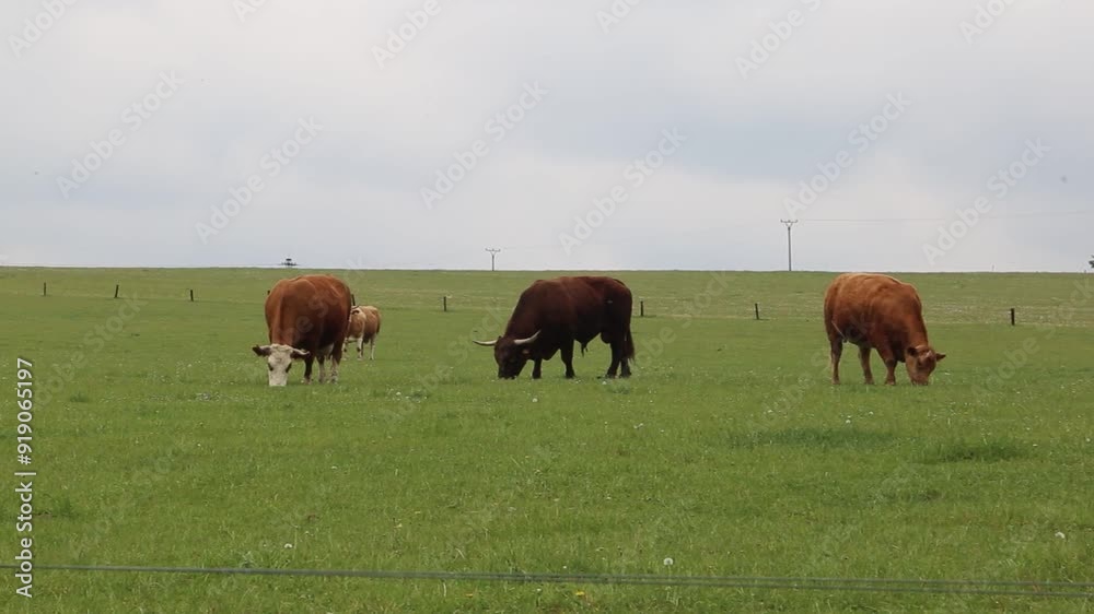 Cows graze in a pasture near a farm.
Cows graze in a pasture near a farm.
