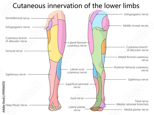 cutaneous nerve innervation of the lower limbs, highlighting the various nerve branches and regions diagram hand drawn schematic vector illustration. Medical science educational illustration