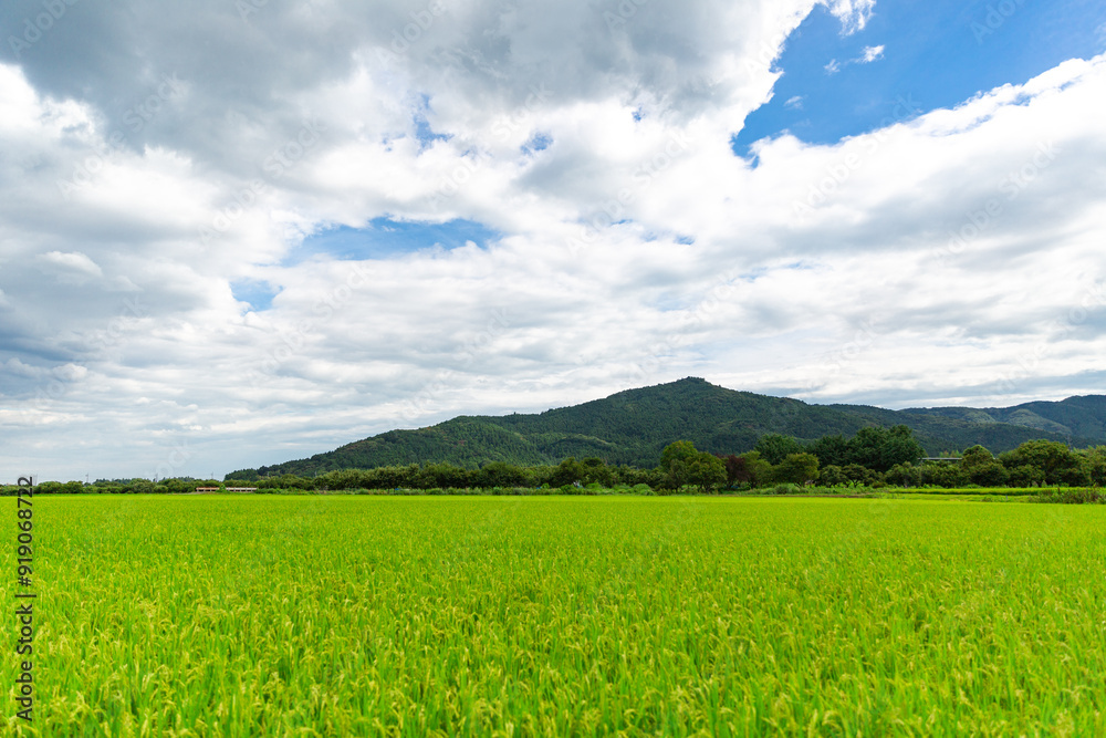 茨城の風景(里山と水田) 茨城の風景(里山と水田)