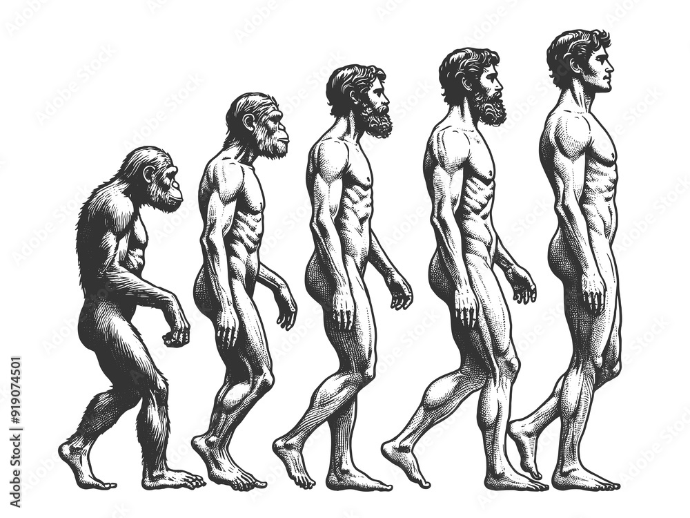 evolution of man from ape through various stages to modern human sketch ...