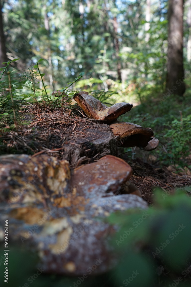 Mushrooms Growing on Stump Mushrooms Growing on Stump