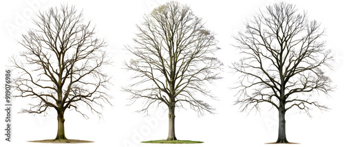 Set of trees without leaves on a transparent background. Concept of plants and trees.
