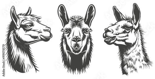 Lama portrait. Side and front view of head. Alpaca llama smiles and shows teeth. Big ears big eyes long eyelashes cute animal. Print sticker decoration designt element. Silhouette tatoo style isolated