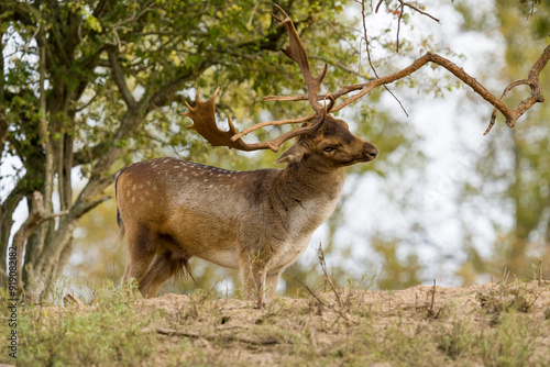 deer in the woods, damhert photo