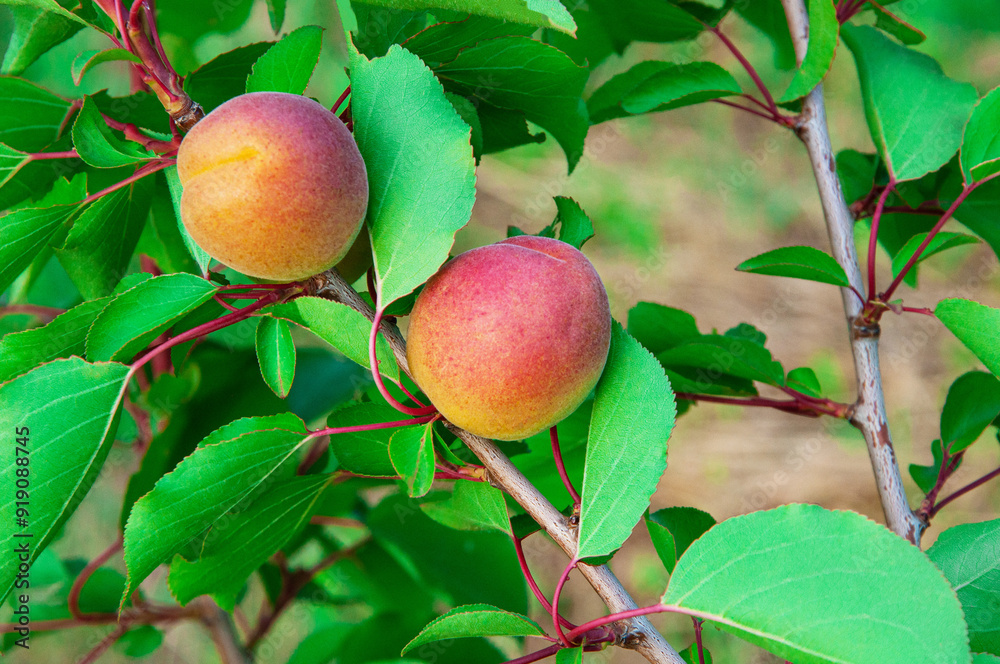 red sweet apricots on a branch in the garden. dark apricots on a green tree
red sweet apricots on a branch in the garden. dark apricots on a green tree