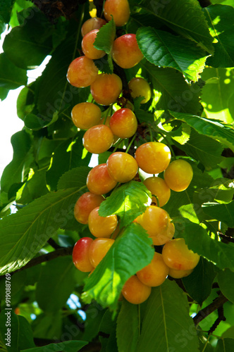 red yellow ripe cherries on a branch in the garden. Rainier cherries on a green branch