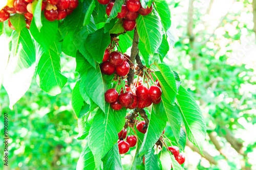 red sweet cherries on a green branch. the concept of growing cherries
 photo