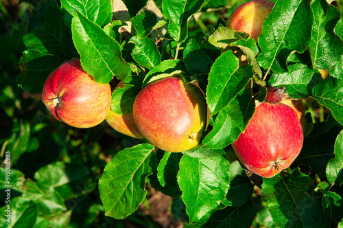 red ripe apples in the garden on a green branch. gardening concept