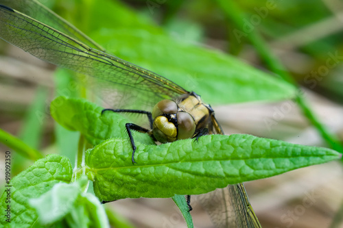 Four-spotted chaser - Viervlek - Libellula quadrimaculata
 photo