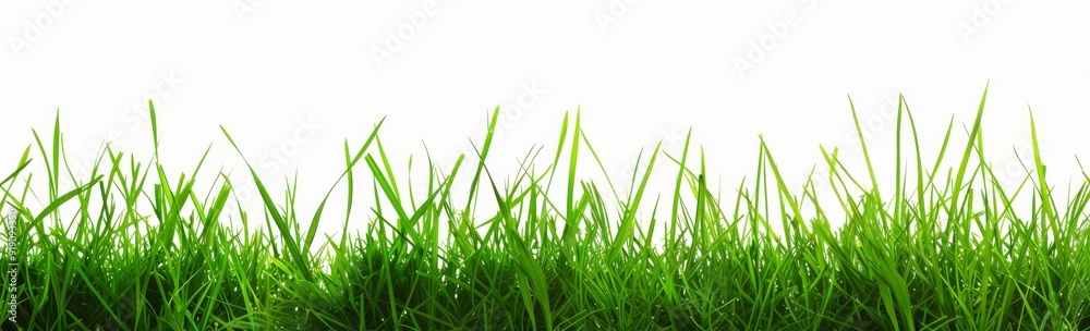 Green grass isolated on white background, vector illustration, flat design, natural, bright colors, website banner Green grass isolated on white background, vector illustration, flat design, natural, bright colors, website banner