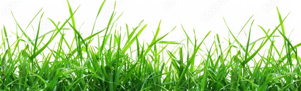 Green grass isolated on white background, vector illustration, flat design, natural, bright colors, website banner Green grass isolated on white background, vector illustration, flat design, natural, bright colors, website banner