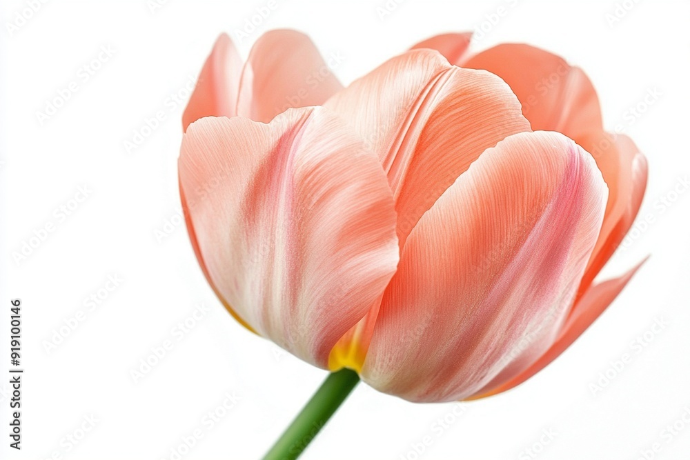 Many different coloring flowers in the summer isolated on white background Many different coloring flowers in the summer isolated on white background