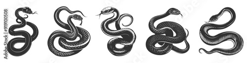 Silhouettes of snakes set. Black serpents. Limbless reptile with full long writhing body head and tail. Reptile preditor symbol or logo. Isolated vector clipart on white background