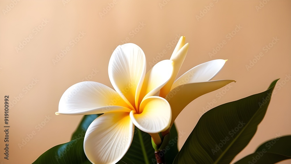 Naklejka premium frangipani flower on white