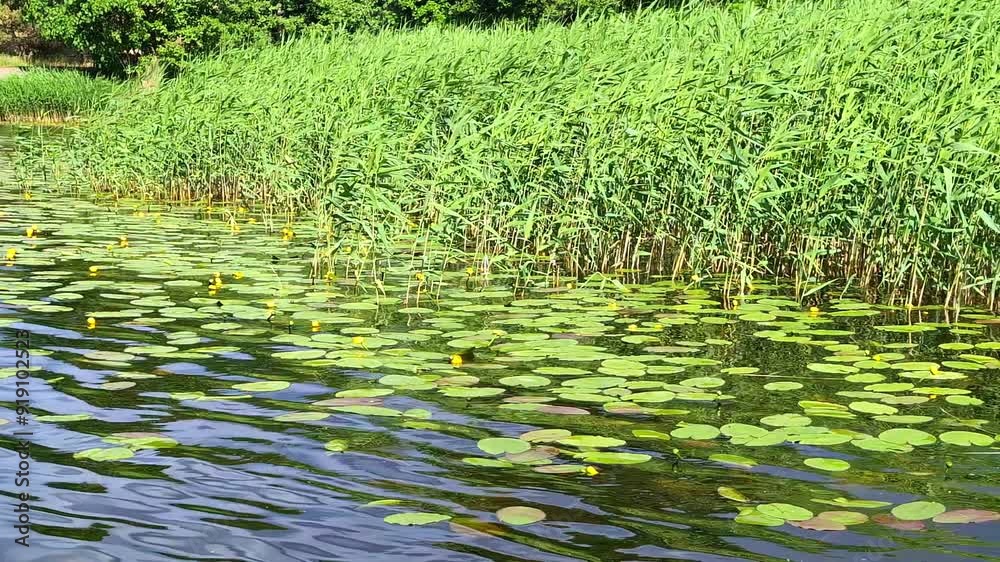 Pond with water lilies high aquatic green natural beautiful plans bushes Pond with water lilies high aquatic green natural beautiful plans bushes