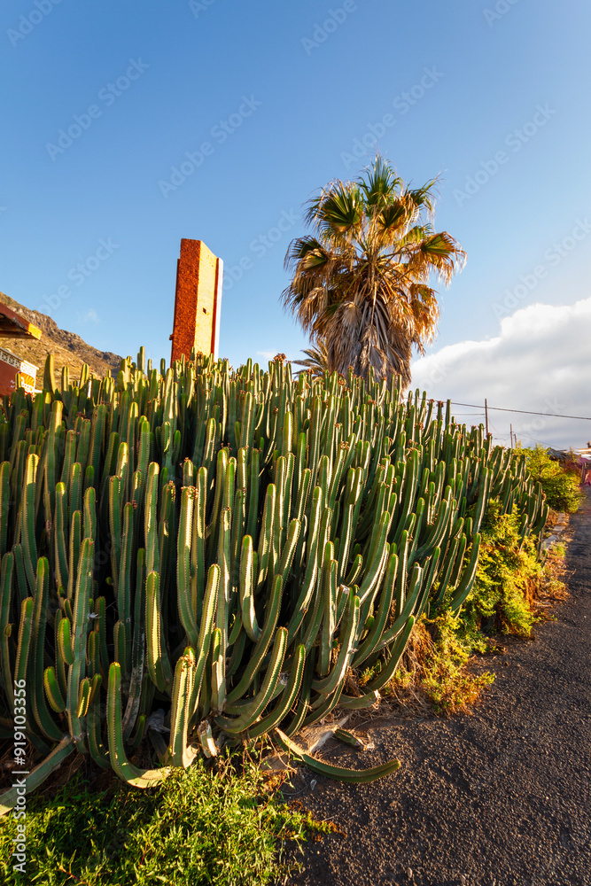 Cardon cactus and palm tree with buildings in the background at sunset. Tenerife, Bajamar, Canary Islands. -2.CR2 Cardon cactus and palm tree with buildings in the background at sunset. Tenerife, Bajamar, Canary Islands. -2.CR2
