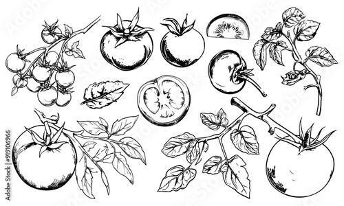 Tomato vegetable hand drawn doodle set. Many tomatos on one branch. Sliced cutted full round. Healthy ad orgnic food. Design element for menu restaurant recipe. Simple black and white isolated vector