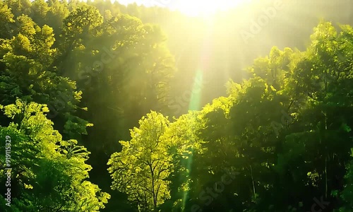 Lush Green Forest with Sunlight Streaming Through Trees photo