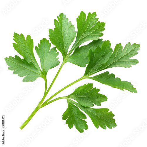 Fresh vibrant parsley leaves, lush green foliage, organic herbaceous aroma, perfect for culinary uses, garnishing dishes, enhancing flavors, brightening meals, healthy ingredient