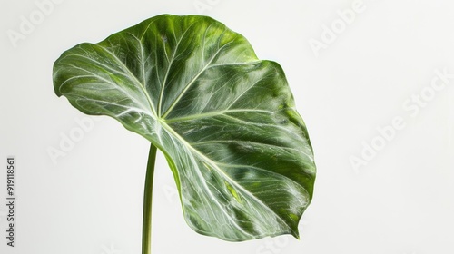 fresh green leaf isolated photo