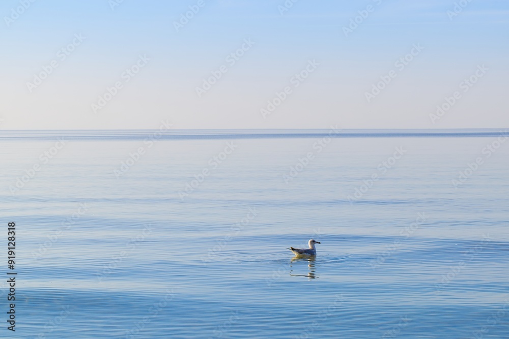 A white seagull floating on the calm surface of the Baltic Sea in Mrzeżyno, West Pomeranian Voivodeship. The bird stands out against the blue sea A white seagull floating on the calm surface of the Baltic Sea in Mrzeżyno, West Pomeranian Voivodeship. The bird stands out against the blue sea
