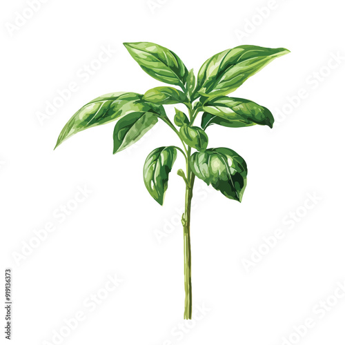 Basil fresh sprig watercolor illustration isolated on white background
