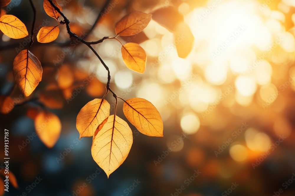 An autumn forest scene with sunlight, perfect as a seasonal background or for designs based on nature. An autumn forest scene with sunlight, perfect as a seasonal background or for designs based on nature.