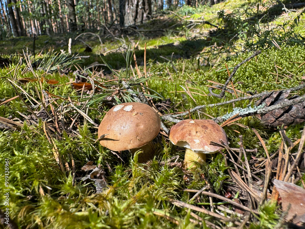 Bitter mushrooms. They grow in the forest. Shot at ground level. Close-up. Bitter mushrooms. They grow in the forest. Shot at ground level. Close-up.