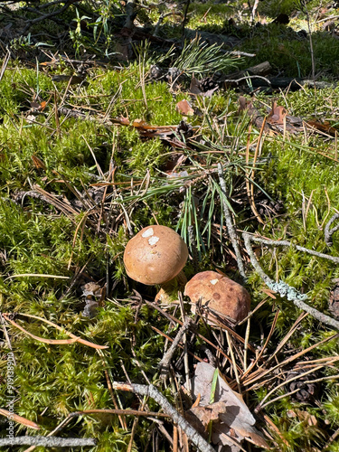 Bitter mushrooms. They grow in the forest. Shot at ground level. Close-up. photo