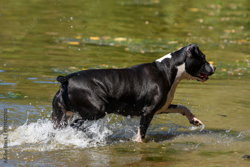 black dog in water black dog in water