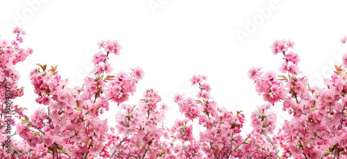Fototapeta Naklejka Na Ścianę i Meble -  PNG Cherry blossom flowers outdoors nature spring.