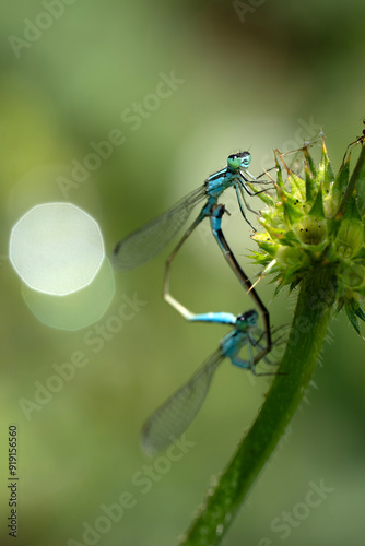 Accouplement de deux Demoiselles bleues sur une branche photo