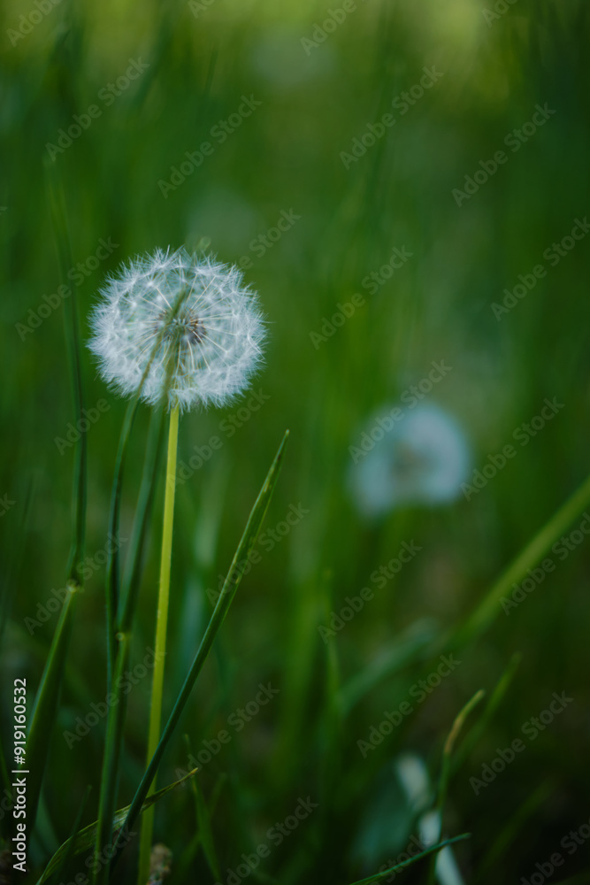 A fluffy white dandelion in the green grass early in the morning in spring. Soft background with copy space for text or design. Park in Belgrade, Serbia. A fluffy white dandelion in the green grass early in the morning in spring. Soft background with copy space for text or design. Park in Belgrade, Serbia.