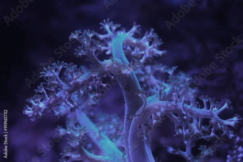 The Kenya Tree Coral (Capnella spp.) is a popular soft coral species among marine aquarium enthusiasts due to its hardy nature, attractive appearance, and easy care requirements.|肯尼亚树珊瑚 photo