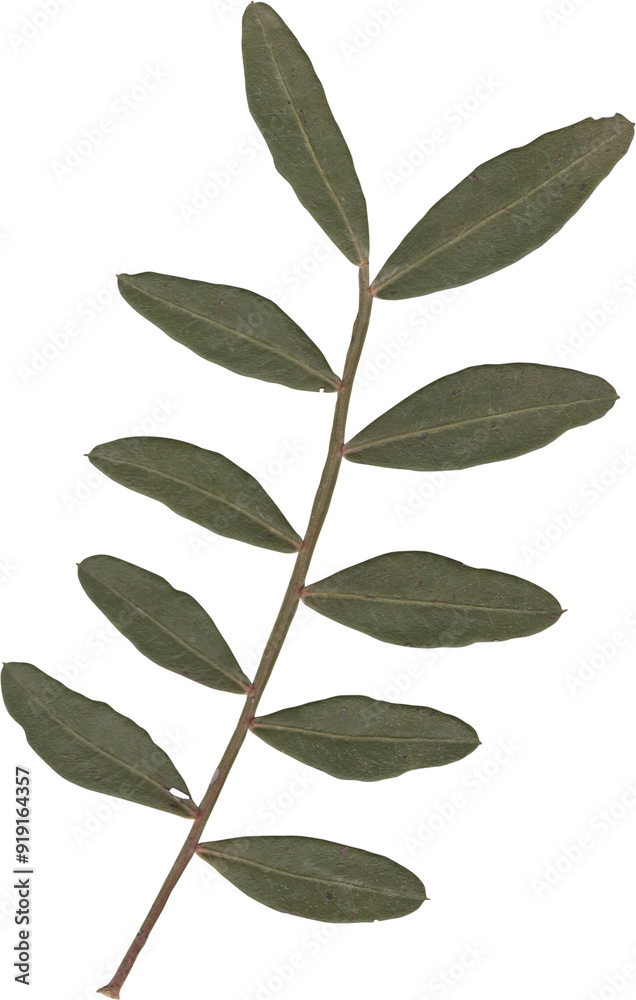 dried and pressed flower scanned herbarium plant dried and pressed flower scanned herbarium plant