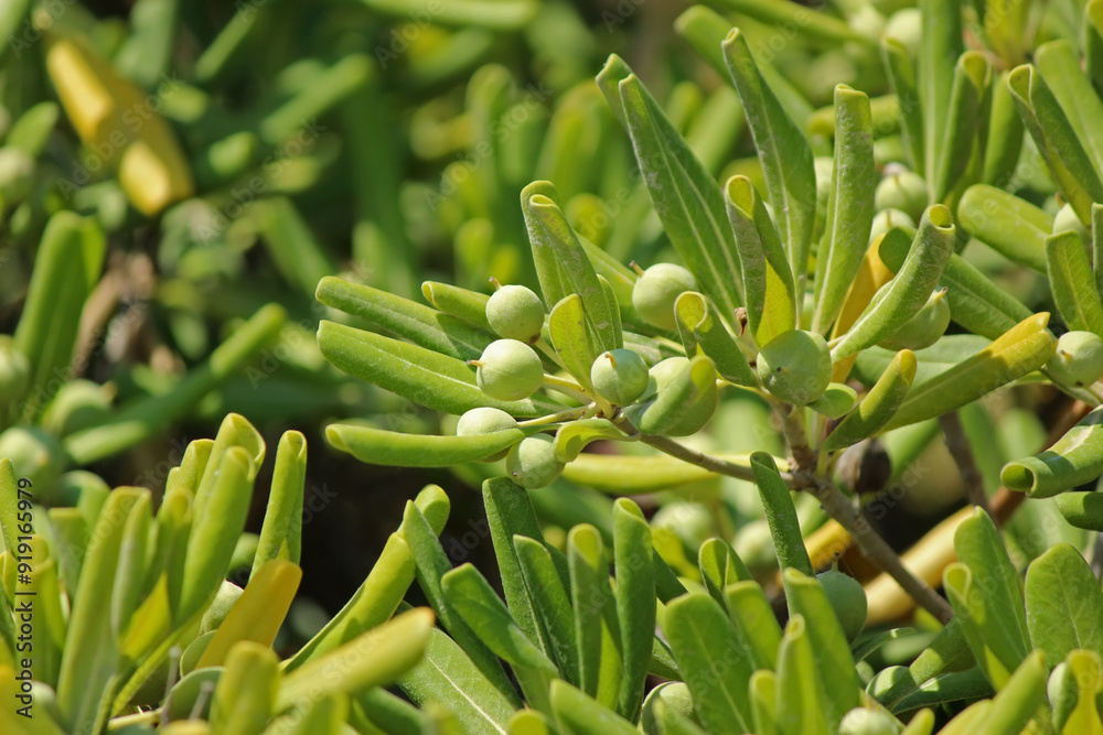 Japanese pittosporum plant (Pittosporum tobira) Japanese pittosporum plant (Pittosporum tobira)