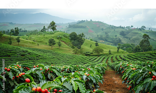 A beautiful view of a coffee plantation in Brazil showing the coffee harvest on the trees.
