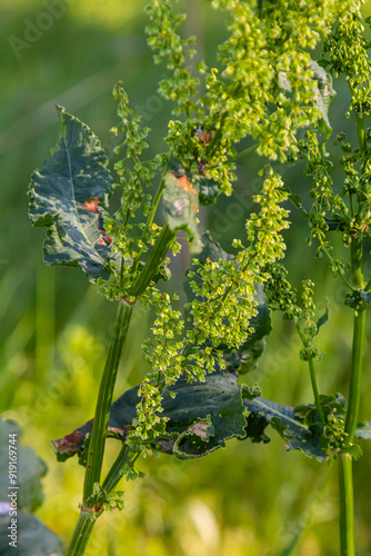 Part of a sorrel bush Rumex confertus growing in the wild with dry seeds on the stem photo